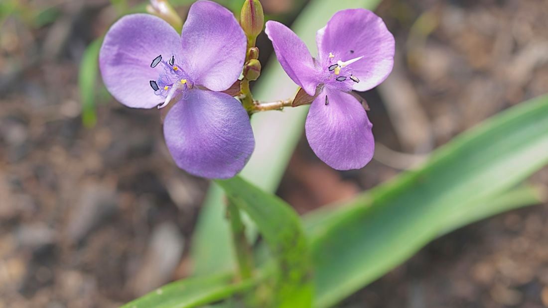 A purple flower - grass lily.