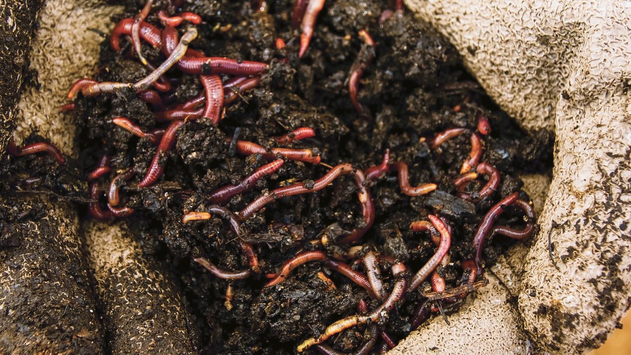 Image of worms feeding on soil within a pit 