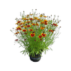 150mm Coreopsis Highland Blast
