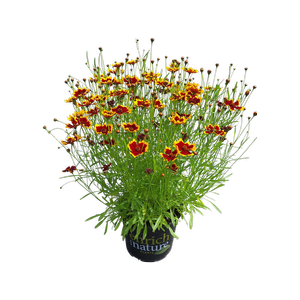 150mm Coreopsis Highland Blast