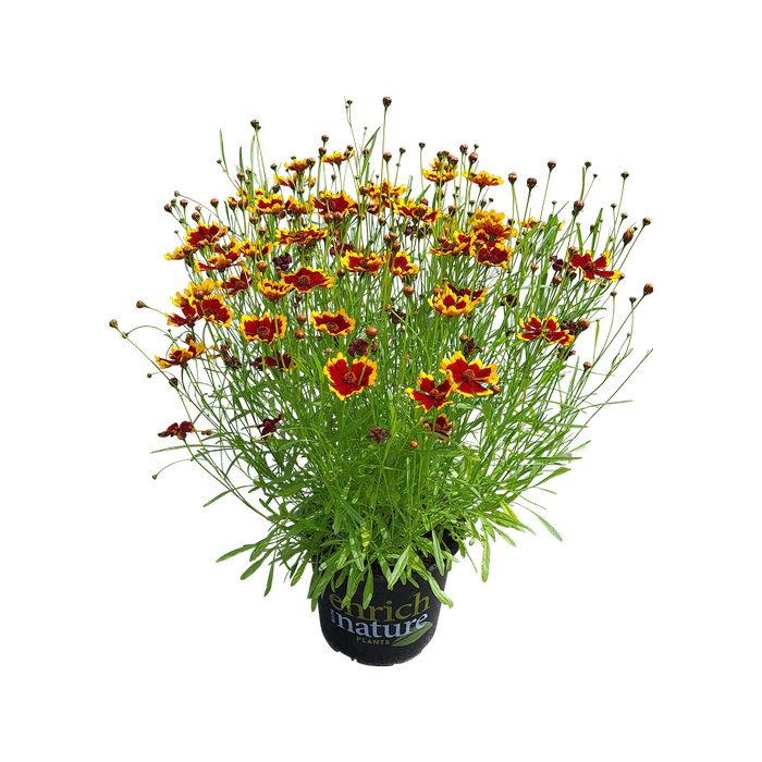 150mm Coreopsis Highland Blast