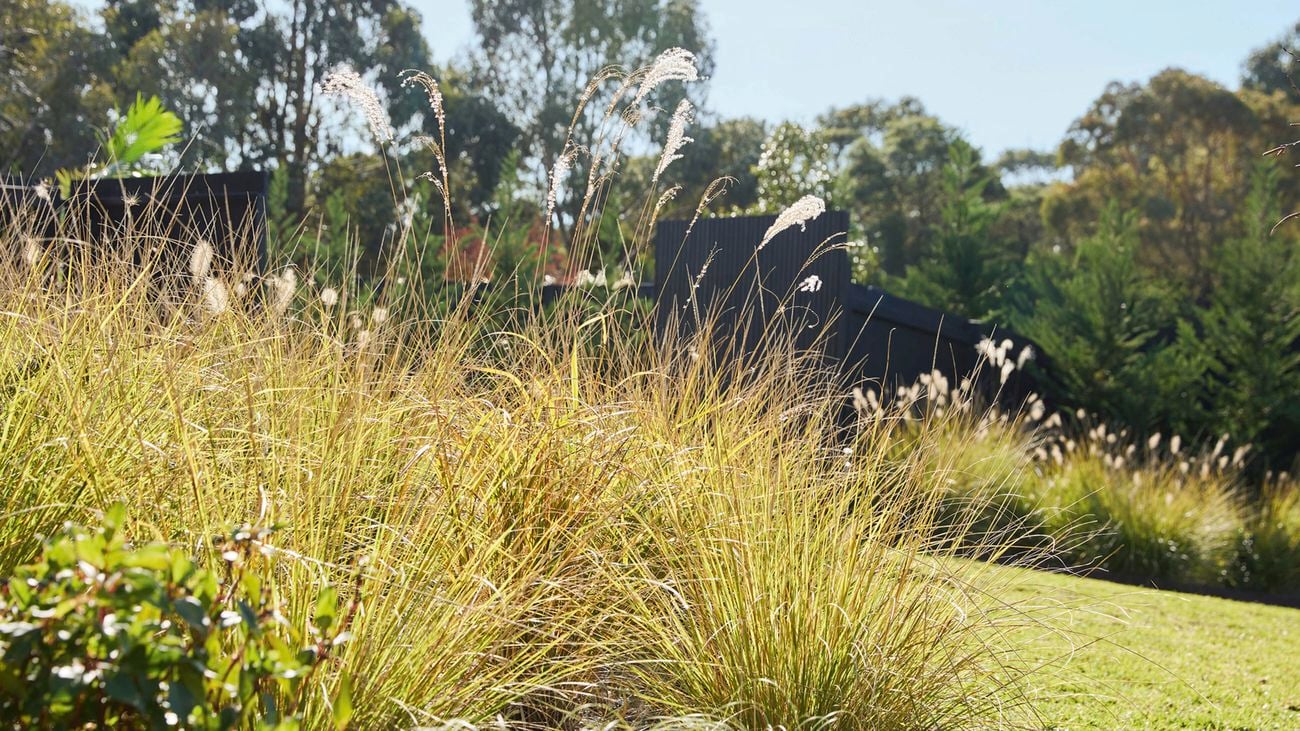 A close-up view of ornamental grasses on the edge of a lawn with a black modern farmhouse building and trees in the background.