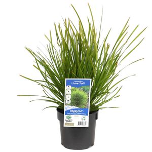 140mm Lomandra Lime Tuff - Lomandra longifolia x confertifolia ssp. pallida