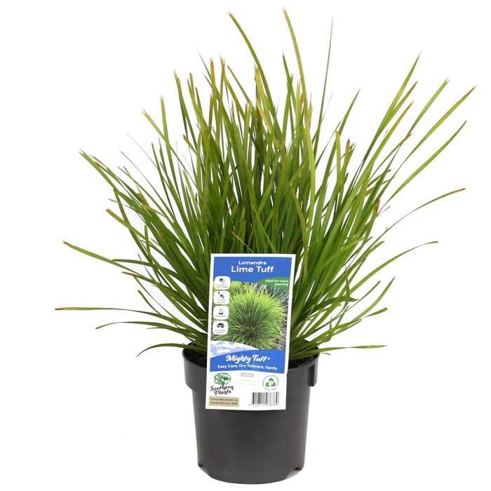 140mm Lomandra Lime Tuff - Lomandra longifolia x confertifolia ssp. pallida
