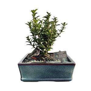 Size H Bonsai In Ceramic Pot