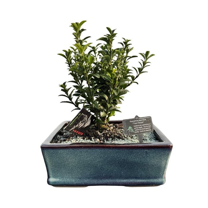 Size H Bonsai In Ceramic Pot