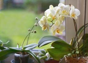 White orchid in flower.