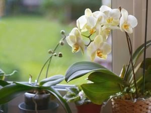 DIY Advice Image - Different types of orchids . G Drive blob storage upload.