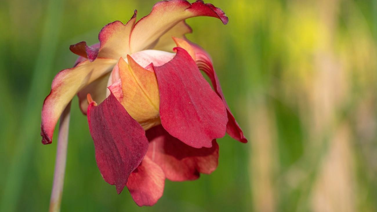 Sarracenia pitcher plant - red and orange flower