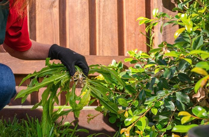 Revitalise your yard as  winter fades away