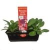 Punnet Petunia Bobby Dazzler - Gold Flower Range