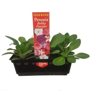 Punnet Petunia Bobby Dazzler - Gold Flower Range