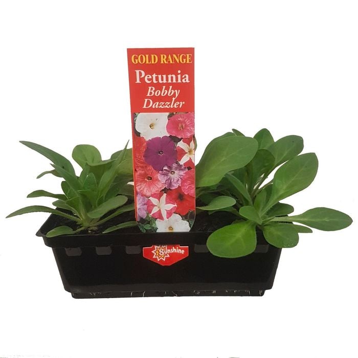 Punnet Petunia Bobby Dazzler - Gold Flower Range