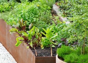 Salad plantation in an edging garden bed, with lettuce and tomato plantation and flowers.