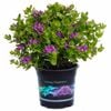 1.5L Polygala Little Bibi - Polygala oppositifolia