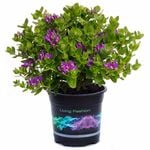 1.5L Polygala Little Bibi - Polygala oppositifolia