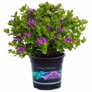 1.5L Polygala Little Bibi - Polygala oppositifolia