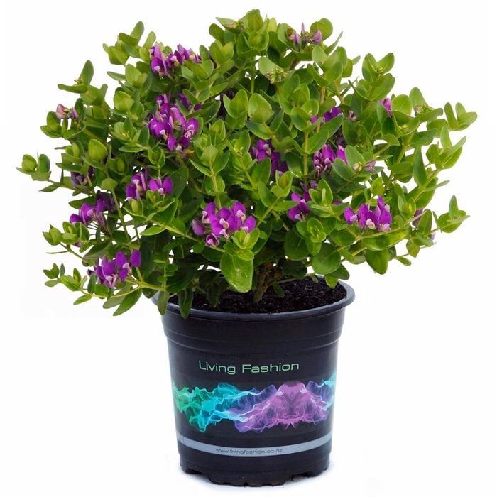 1.5L Polygala Little Bibi - Polygala oppositifolia
