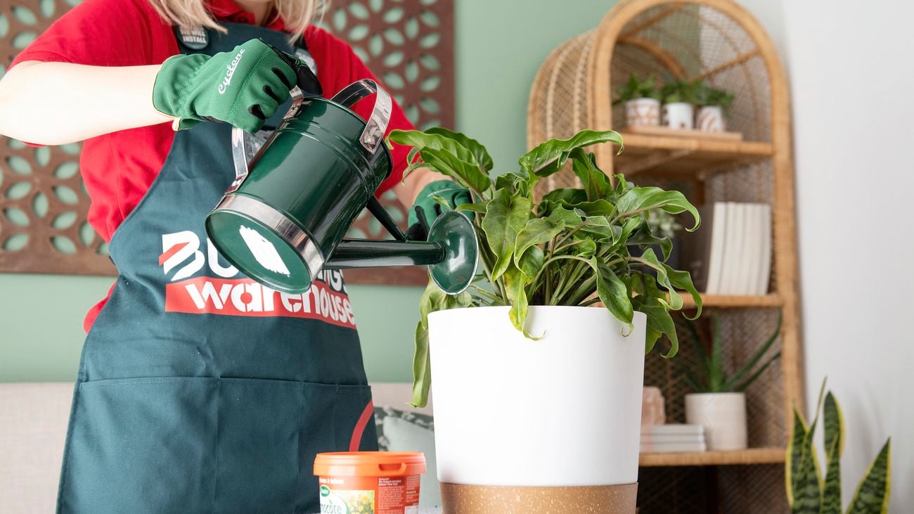 Person watering a philodendron plant