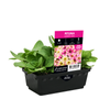 Punnet Petunia Raspberry Shake - Petunia multiflora