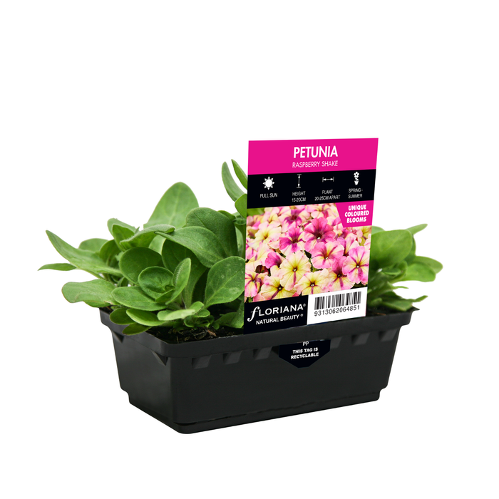 Punnet Petunia Raspberry Shake - Petunia multiflora