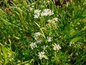 Thin leaves and white flowers of sea parsley