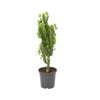 240mm Assorted Cowboy Cactus - Euphorbia eritrea