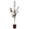 250mm Crab Apple Crimson Knight - Malus criknzam