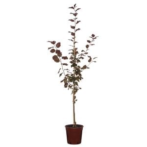 250mm Crab Apple Crimson Knight - Malus criknzam