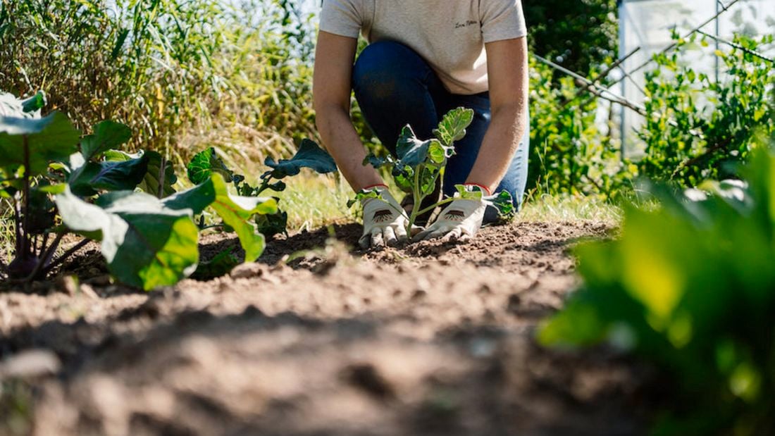 Person in the garden using dynamic lifter on plants