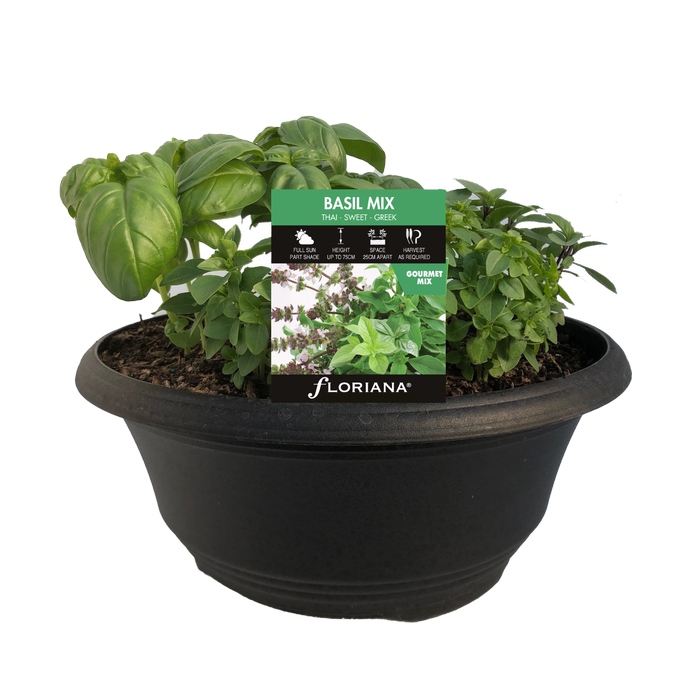 300mm Basil Mix Bowl - Ocimum basilicum