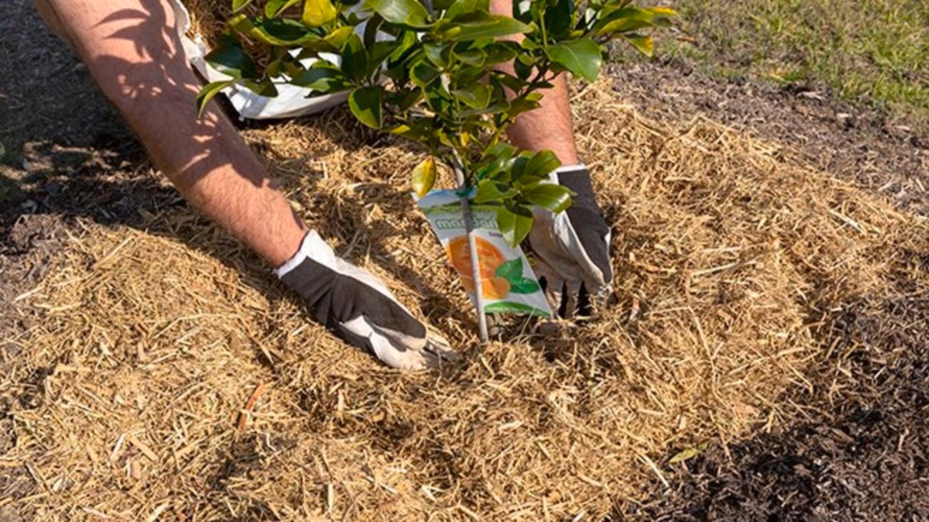 Person mulching.