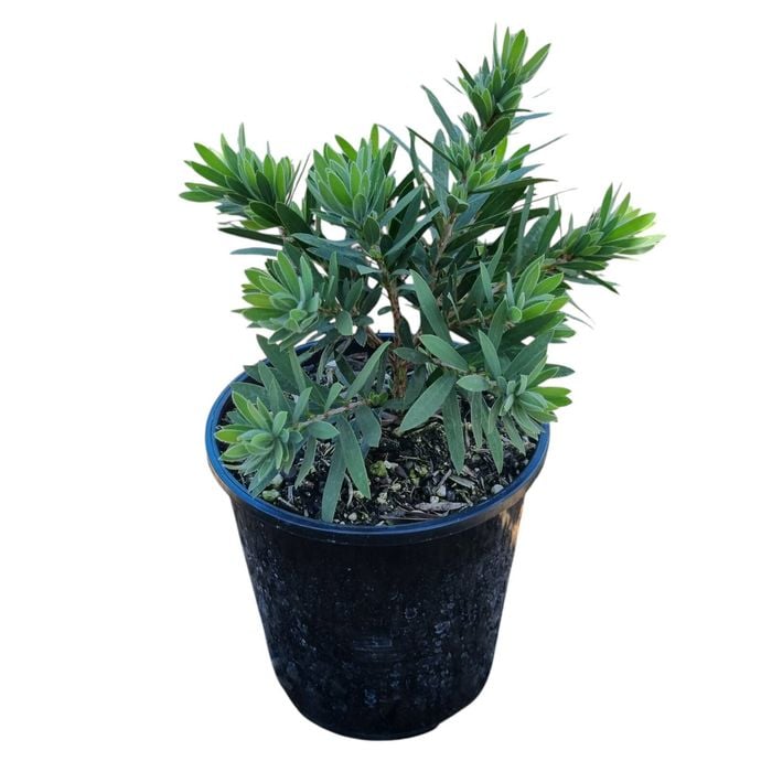2L Bottlebrush - Callistemon Little John