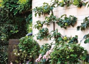 Espalier tree against a brick wall surrounded by colourful flowering plants.