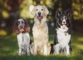 Three dogs sitting on grass in a sunlit park: a brown-and-white spaniel, a golden retriever and a black-and-white border collie.