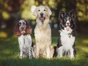 Three dogs sitting on grass in a sunlit park: a brown-and-white spaniel, a golden retriever and a black-and-white border collie.