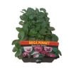 Pansy Pink Shades-Mega Punnet Flowering Range