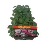 Pansy Pink Shades-Mega Punnet Flowering Range