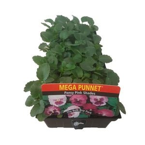 Pansy Pink Shades-Mega Punnet Flowering Range