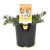 140mm Creeping Boobialla - Myoporum parvifolium purpurea