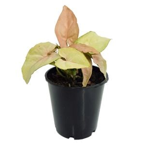 70mm Arrowhead Plant - Syngonium podophyllum Neon