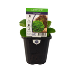 95mm Lettuce Multi-Leaf - Lactuca Sativa 