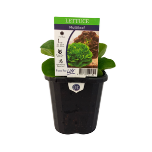 95mm Lettuce Multi-Leaf - Lactuca sativa