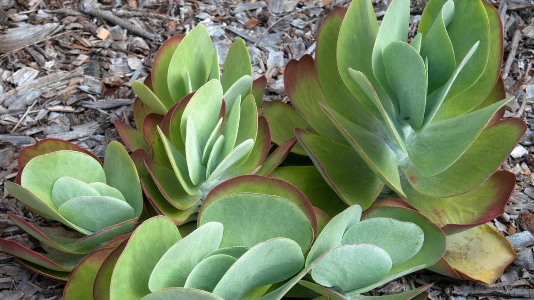 Succulents growing in a garden bed with bark mulch