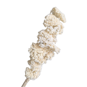 Blooms Of Joy 70cm White Preserved Achillea Flowers