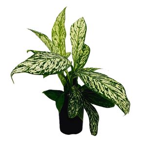 125mm Dumb Cane - Dieffenbachia maculata Spp