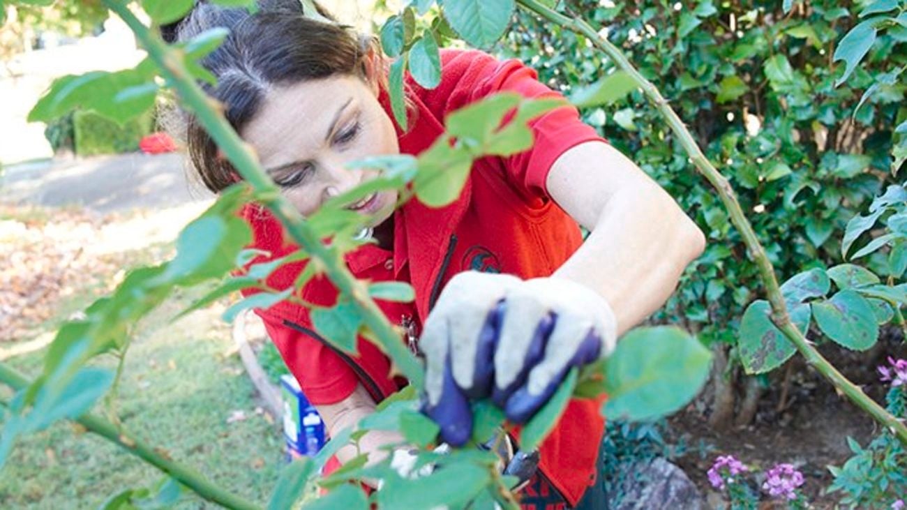 A Bunnings team member pruning roses