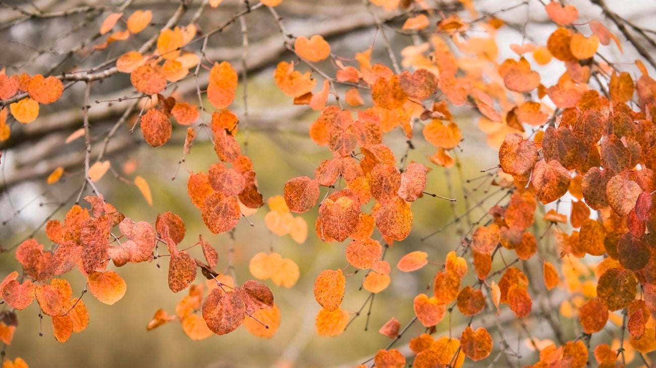 Orange coloured deciduous tree, forest pansy is a feature in the trees and shrubs plant category