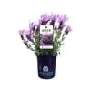 140mm Lavender LAVINNOVA® The Queen - Lavandula