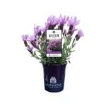 140mm Lavender LAVINNOVA® The Queen - Lavandula